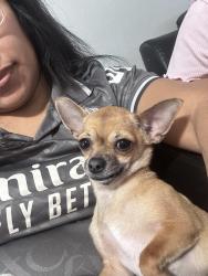 Lost Female Dog last seen Hatfield Park, Dallas, TX 75217