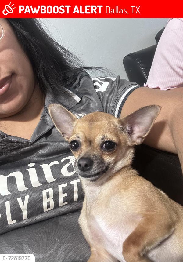 Lost Female Dog last seen Hatfield Park, Dallas, TX 75217