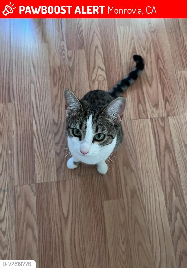 Lost Female Cat last seen Shamrock  and olive, Monrovia, CA 91016