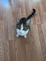 Lost Female Cat last seen Shamrock  and olive, Monrovia, CA 91016
