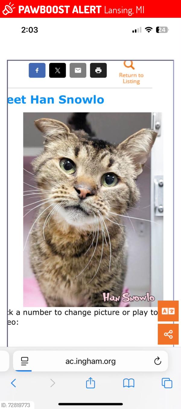 Lost Male Cat last seen Cleveland , Lansing, MI 48912