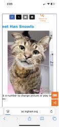 Lost Male Cat last seen Cleveland , Lansing, MI 48912