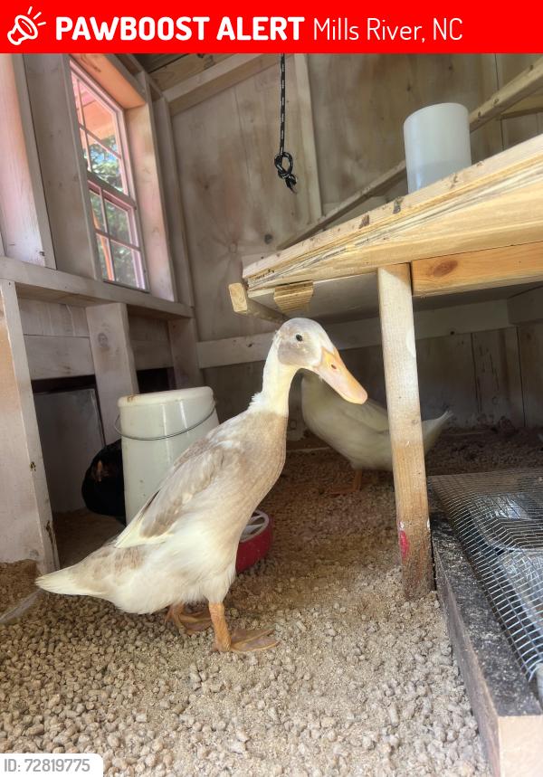 Lost Female Bird last seen Snyder lane, Mills River, NC, Mills River, NC 28759
