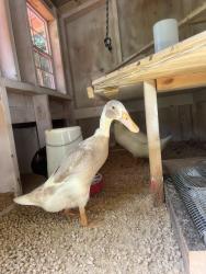 Lost Female Bird last seen Snyder lane, Mills River, NC, Mills River, NC 28759