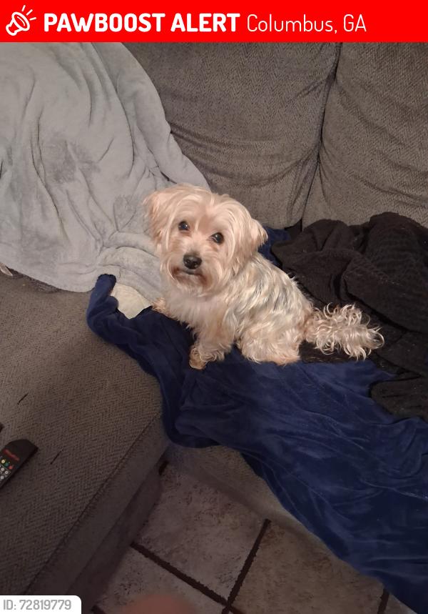 Lost Male Dog last seen Woodruff farm Rd / Forrest Rd, Columbus, GA 31907