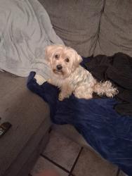 Lost Male Dog last seen Woodruff farm Rd / Forrest Rd, Columbus, GA 31907