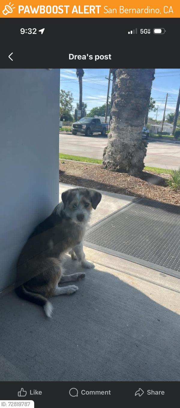 Found/Stray Male Dog last seen Tipacano and central, San Bernardino, CA 92408