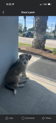 Found/Stray Male Dog last seen Tipacano and central, San Bernardino, CA 92408