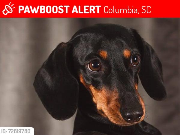 Lost Male Dog last seen W Campanella Dr, Columbia, SC 29203