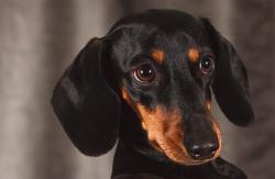 Lost Male Dog last seen W Campanella Dr, Columbia, SC 29203