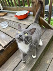 Found/Stray Unknown Cat last seen Carousel rd, Chattanooga, TN 37411