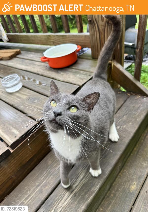 Found/Stray Unknown Cat last seen Carousel rd, Chattanooga, TN 37411