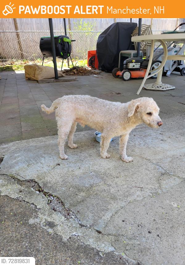 Found/Stray Male Dog last seen Mast Road and Larch Street manchester nh, Manchester, NH 03102