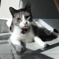 Lost Male Cat last seen Arthur Ave、Las Flores 、Londen Ave & Santa Anita Ave, Arcadia, CA, Arcadia, CA 91006