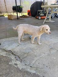 Found/Stray Male Dog last seen Mast Road and Larch Street manchester nh, Manchester, NH 03102