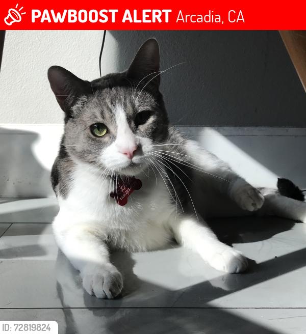 Lost Male Cat last seen Arthur Ave、Las Flores 、Londen Ave & Santa Anita Ave, Arcadia, CA, Arcadia, CA 91006