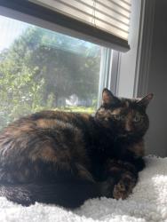 Lost Female Cat last seen Kenilworth and Avon Ave., Atlanta, GA 30310