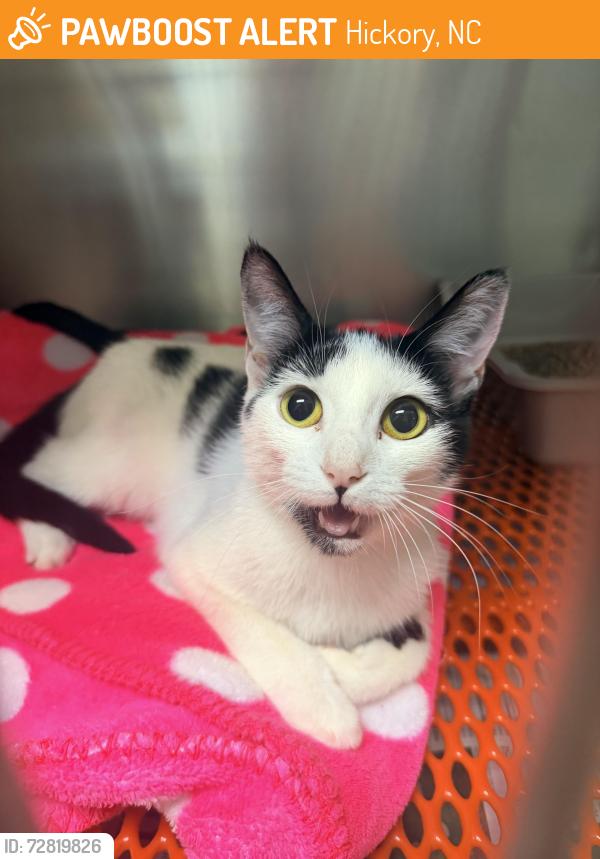 Found/Stray Unknown Cat last seen Near 2nd st ne, Hickory, NC 28601