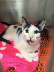 Found/Stray Unknown Cat last seen Near 2nd st ne, Hickory, NC 28601