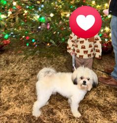 Lost Male Dog last seen Chuck Camp Park, Marietta, GA 30060