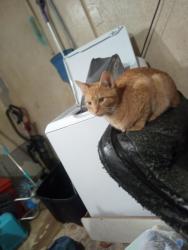 Lost Male Cat last seen Vein mountain , Marion, NC 28752