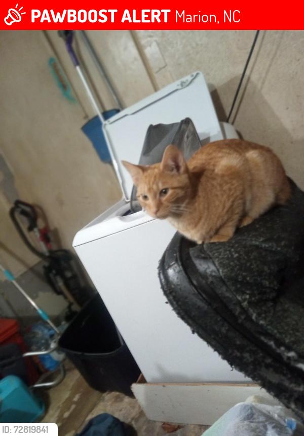 Lost Male Cat last seen Vein mountain , Marion, NC 28752