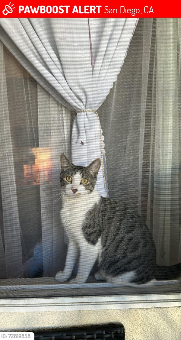 Lost Male Cat last seen n/a, San Diego, CA 92105