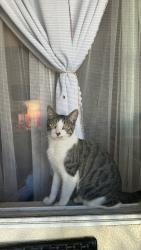 Lost Male Cat last seen n/a, San Diego, CA 92105