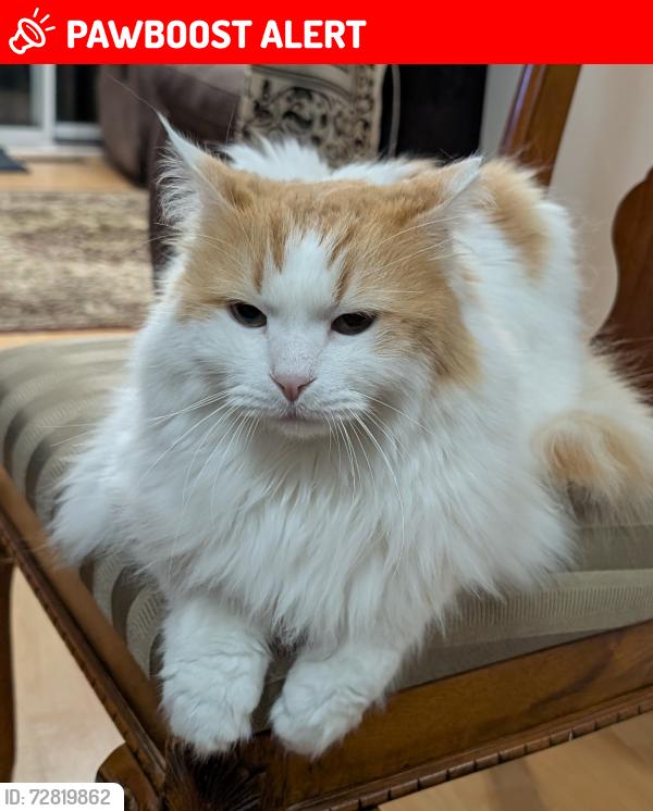 Lost Male Cat last seen Near Bristol Rd West, Mississauga, ON L5V 2H5