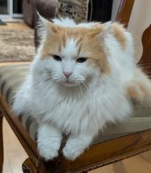 Lost Male Cat last seen Near Bristol Rd West, Mississauga, ON L5V 2H5