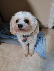 Lost Female Dog last seen Collins St., Martha Reid and Ragland, Arlington, TX 76002
