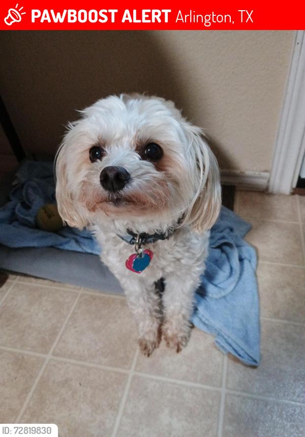 Lost Female Dog last seen Collins St., Martha Reid and Ragland, Arlington, TX 76002