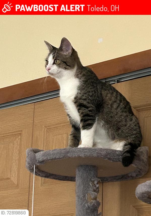 Lost Male Cat last seen Suder and Alexis, Toledo, OH 43611