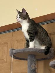 Lost Male Cat last seen Suder and Alexis, Toledo, OH 43611