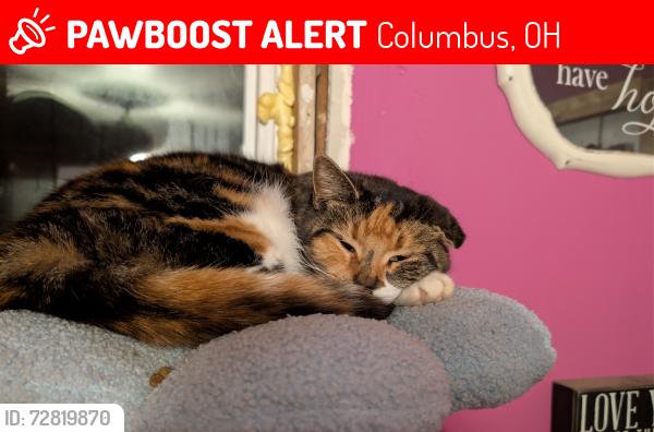 Lost Female Cat last seen Margaret and Drexel off 5th , Columbus, OH 43219