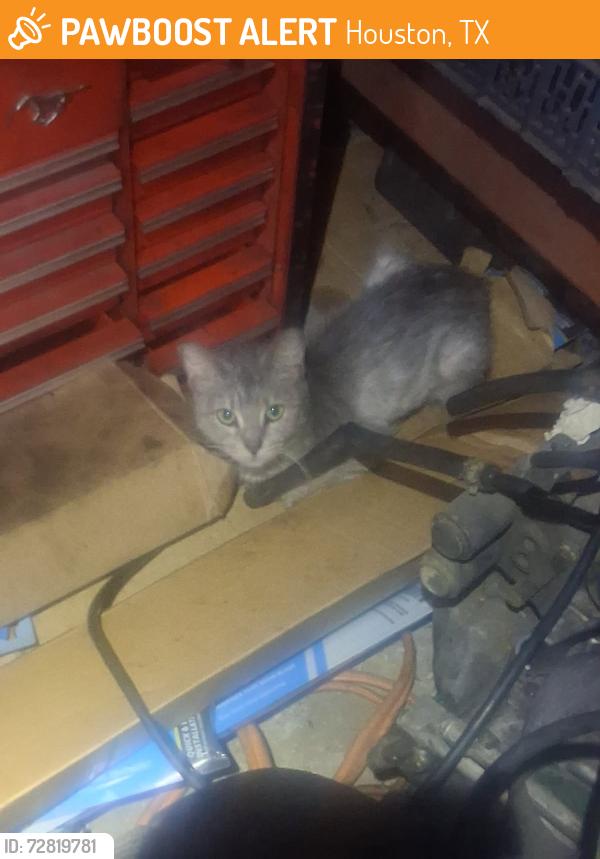 Found/Stray Unknown Cat last seen S Kirkwood Rd, Leawood Blvd, Wilcrest Dr, Houston, TX 77099
