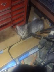 Found/Stray Unknown Cat last seen S Kirkwood Rd, Leawood Blvd, Wilcrest Dr, Houston, TX 77099