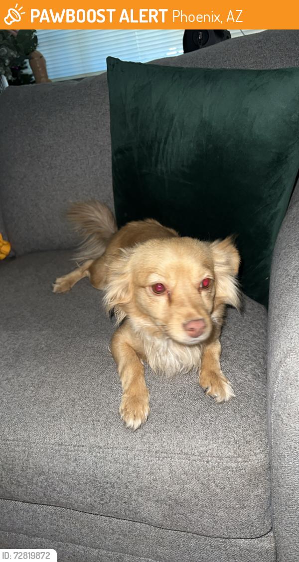 Found/Stray Female Dog last seen 73rd osborn  oso park , Phoenix, AZ 85033