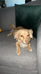 Found/Stray Female Dog last seen 73rd osborn  oso park , Phoenix, AZ 85033