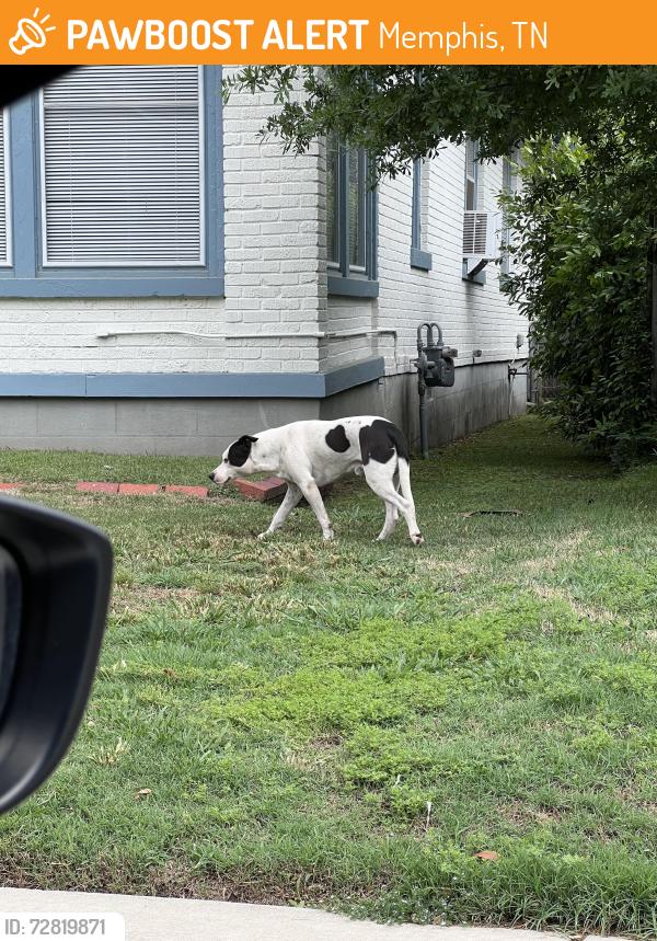 Found/Stray Male Dog last seen Willet st, Memphis, TN 38104