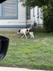 Found/Stray Male Dog last seen Willet st, Memphis, TN 38104