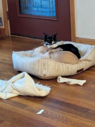 Lost Male Cat last seen Stevens and queen, Spokane, WA 99205