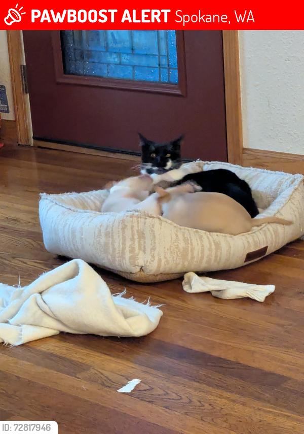 Lost Male Cat last seen Stevens and queen, Spokane, WA 99205