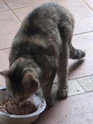 Found/Stray Female Cat last seen Near the Armory, Lenoir City, TN 37771