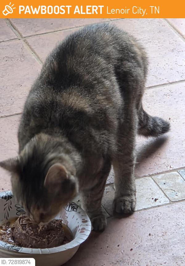 Found/Stray Female Cat last seen Near the Armory, Lenoir City, TN 37771