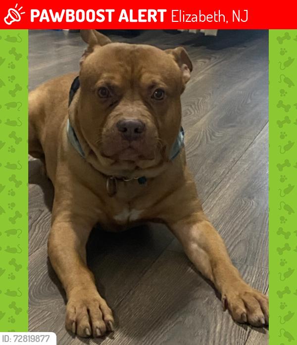 Lost Male Dog last seen Union Square, Cross Ave, Elizabeth, NJ 07201