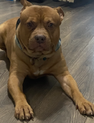 Lost Male Dog last seen Union Square, Cross Ave, Elizabeth, NJ 07201