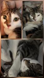 Lost Female Cat last seen Musicians Village, New Orleans, LA 70117