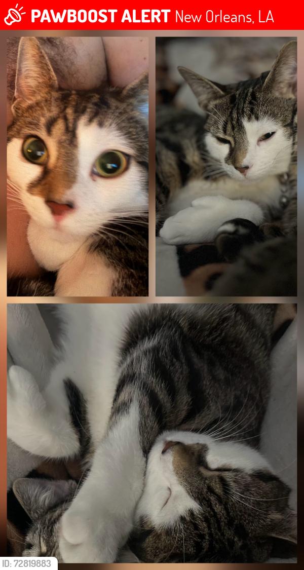 Lost Female Cat last seen Musicians Village, New Orleans, LA 70117