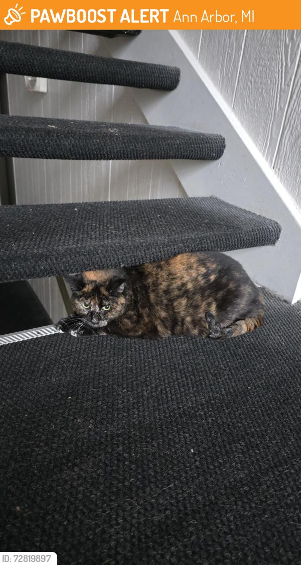 Found/Stray Female Cat last seen Emerson apmts , Ann Arbor, MI 48103